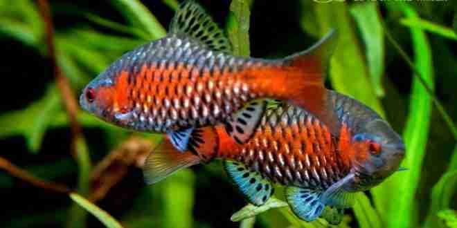odessa_barb_Pethia padamya
