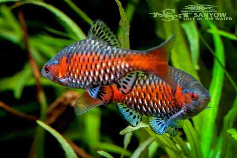 odessa_barb_Pethia padamya