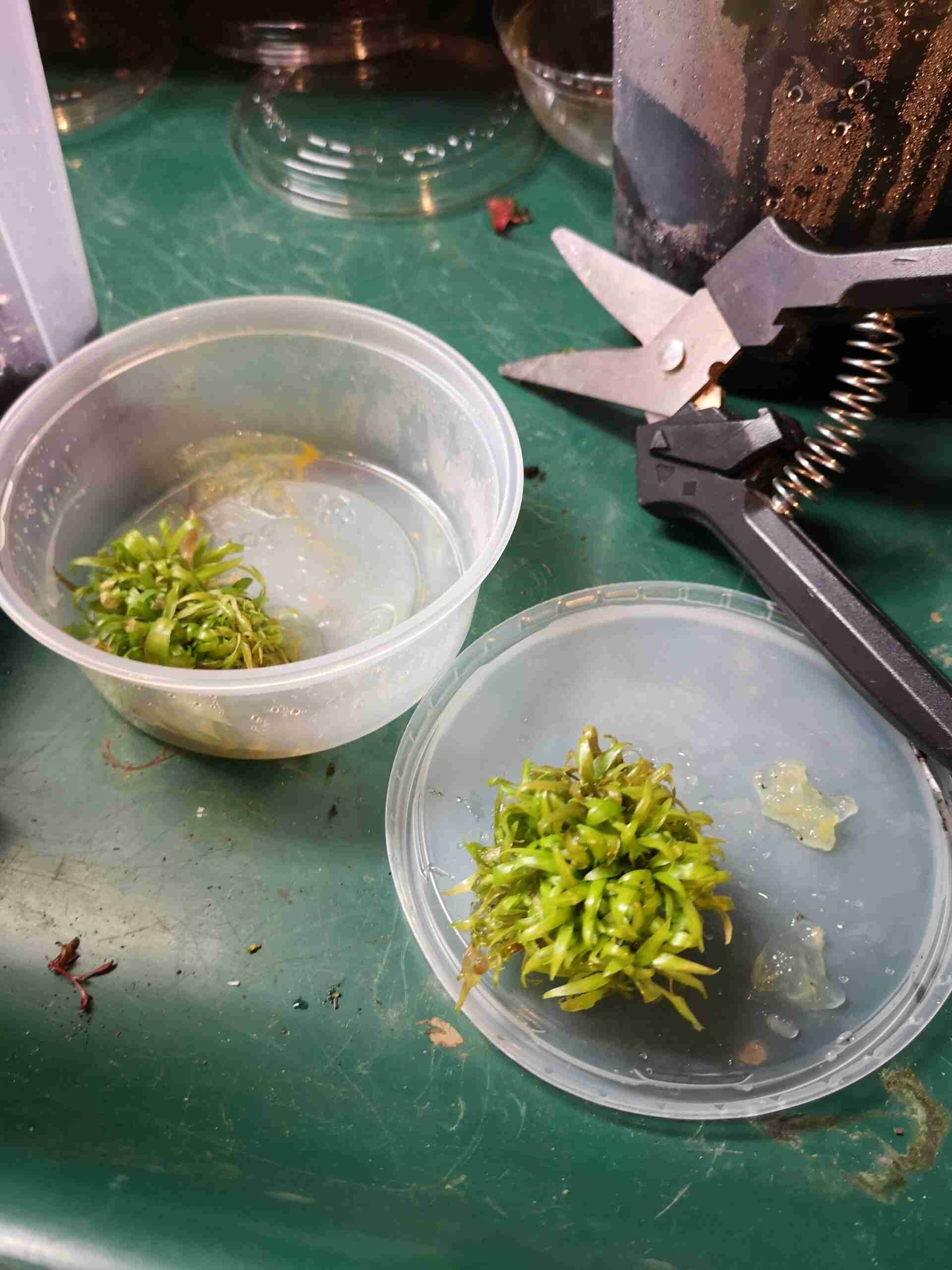 Cryptocoryne taken from tissue culture is cut into small clumps. 