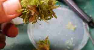TC Cryptocoryne ready to root.