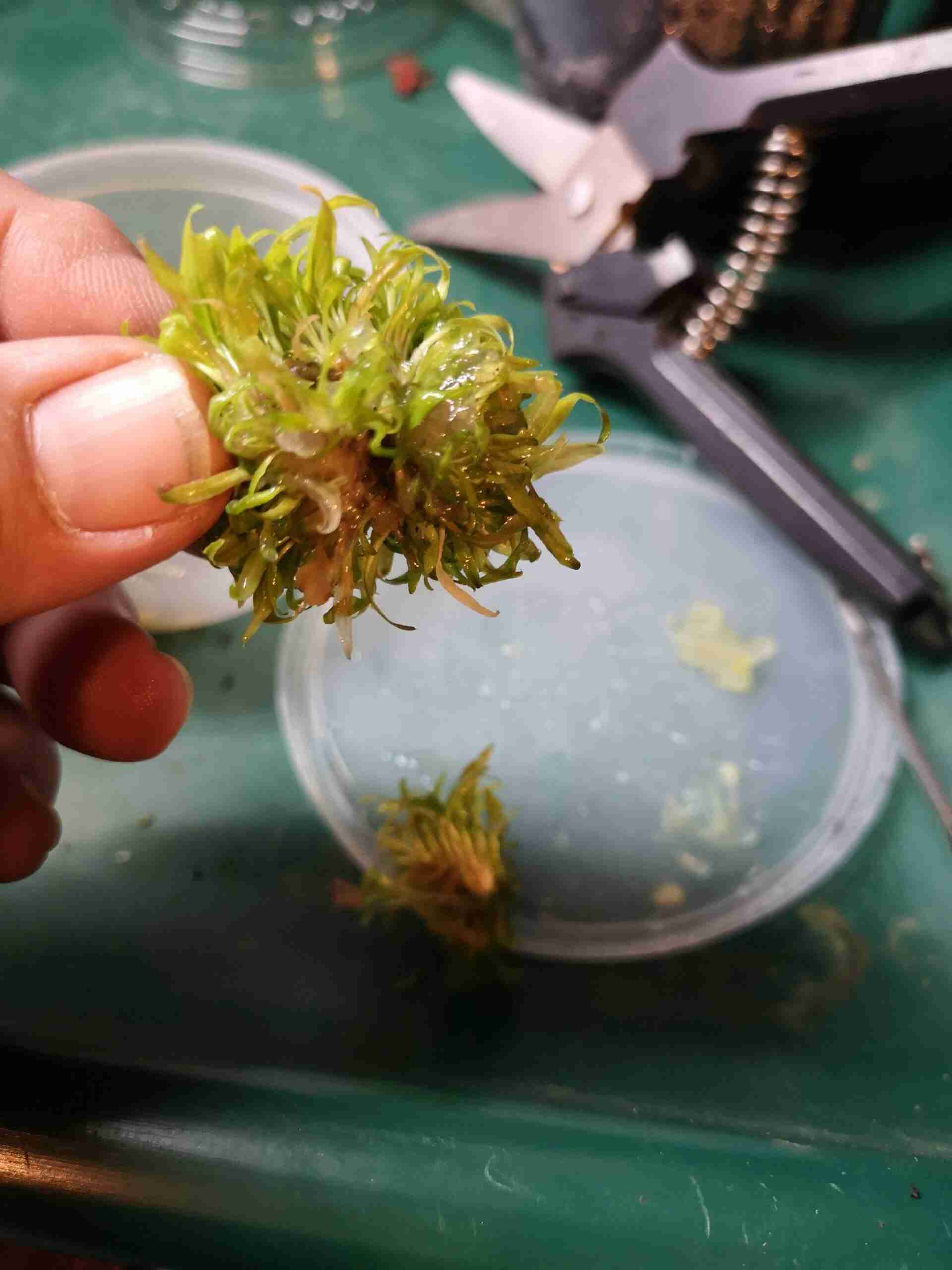 Cryptocoryne taken from tissue culture. 