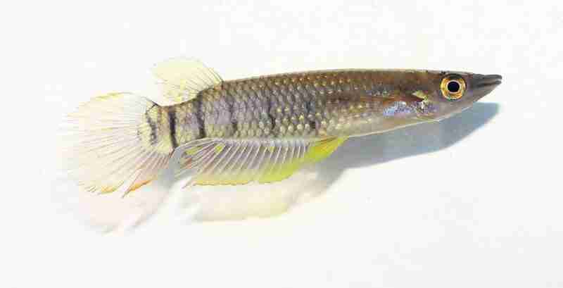 Aplocheilus lineatus by Priyankar Chakraborty