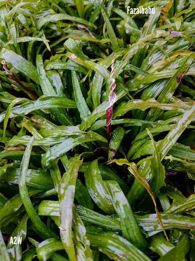 Cryptocoryne retrospiralis in situ by FazalBaboo