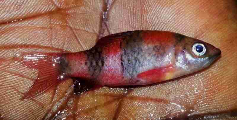 Melon Barb (Haludaria fasciata)