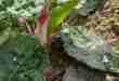 Cryptocoryne Esquironii "red spathe Zamboanga del Norte" from the Phillipines - Levi Paggao and Edilberto Ponteras