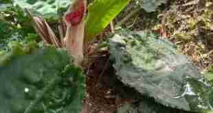 Cryptocoryne Esquironii "red spathe Zamboanga del Norte" from the Phillipines - Levi Paggao and Edilberto Ponteras