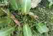 Pygmea merill silver line