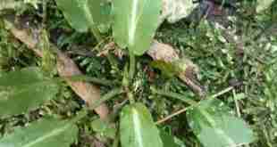 Pygmea merill silver line