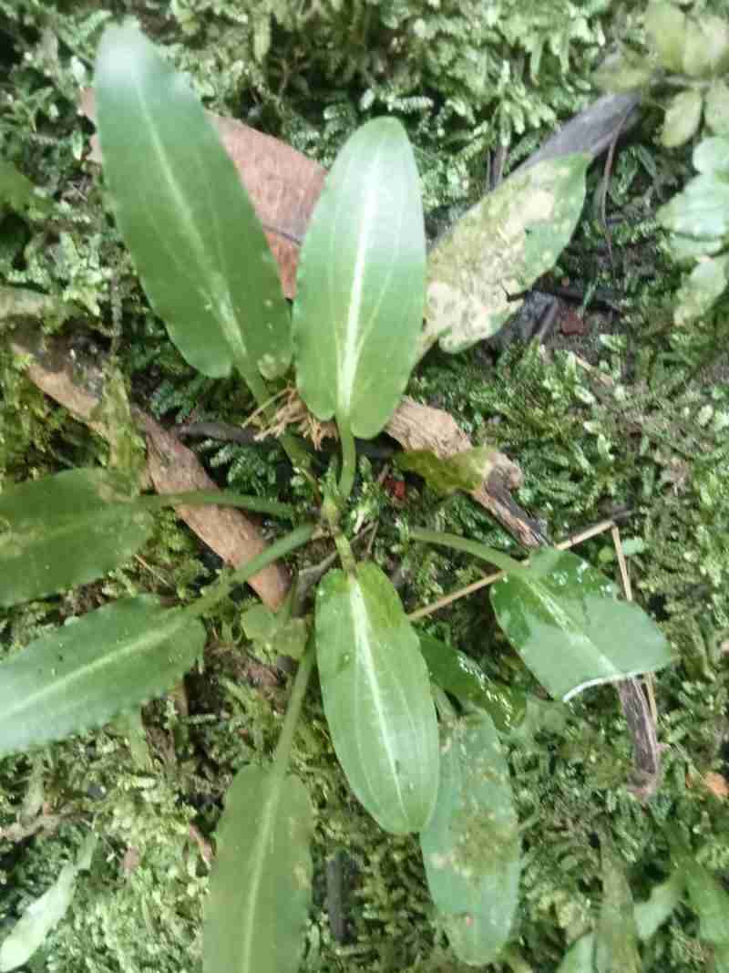 Pygmea merill silver line